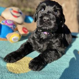 Boy 3 - Black male Black Russian Terrier puppy in Oklahoma from Ter’Avalon Kennel