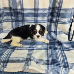 Sleepy - Tri-color male Cavalier King Charles Spaniel puppy in Neosho, Missouri from County-Line Critters