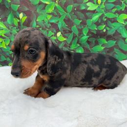 Boyd - Dapple male Dachshund puppy in Colbert, Oklahoma from Brooke Crenshaw