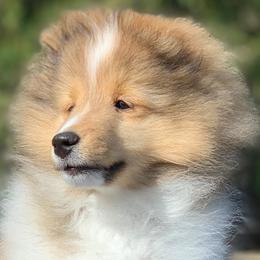 Shetland Sheepdog Puppies from Royal Tea Shelties