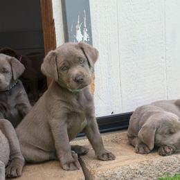 Teal collar - Silver female Dilute Retriever puppy in Valley Center, California from Stunning Silver Bullets Labradors