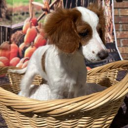 Cavapoo and Poodle Puppies from Danielle Perkins's Pups