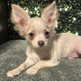 Theordore - Cream and white male Chihuahua puppy in Northboro, Iowa from So Sweet Chihuahuas
