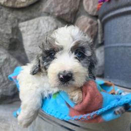 Brynn - Blue merle female Bernedoodle puppy in Blackfoot, Idaho from Draper Mountain Doodles