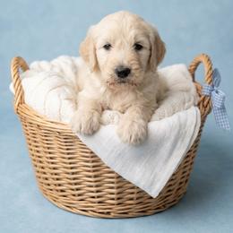 Spark - Cream male Goldendoodle puppy in Clifton, Arizona from Denim & Doodles