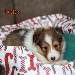Joker- unique sable boy - Sable and white male Shetland Sheepdog puppy in Frazeysburg, Ohio from Mountain High Kennels