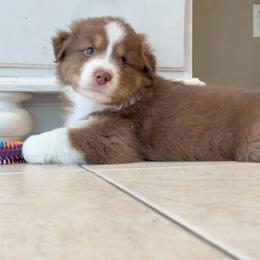 Hatteras - Red tri-color male Australian Shepherd puppy in Morehead City, North Carolina from Crab Point Australian Shepherds