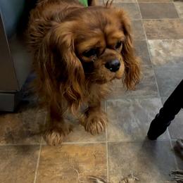 Pipp - Cavalier King Charles Spaniel