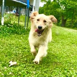Faith - Golden Retriever