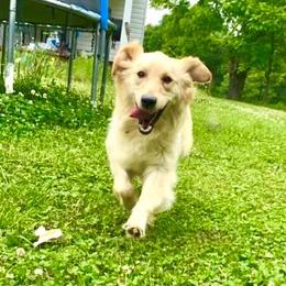 Faith - Golden Retriever