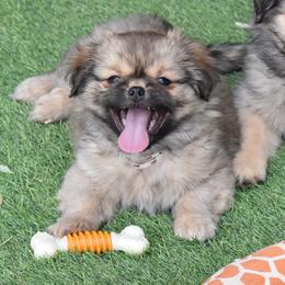 White collar - Sable male Tibetan Spaniel puppy in Elizabeth, Colorado from Tibroke’s
