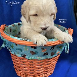 Goldendoodle Puppies from Scranton Goldendoodles