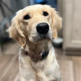 Winnie - Golden Retriever
