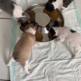 French Bulldog Puppies from Elite Bullies Miami