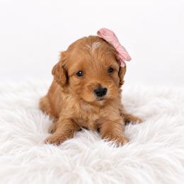 Winnie - Red female Maltipoo puppy in St. George, Utah from Winchester Hills Poodles and Doodles