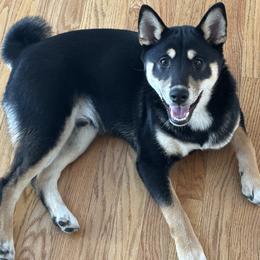 Shiba Inu All Grown Up from My Beloved Shiba LLC