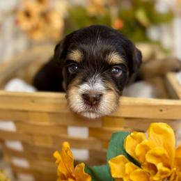Liver rust with white - Liver male Miniature Schnauzer puppy in Independence, Missouri from Crown Schnauzers KC