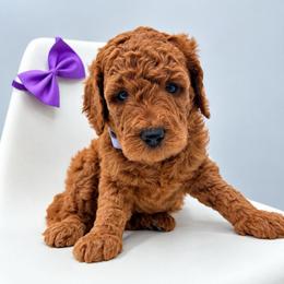 Penny - Red  female Goldendoodle puppy in Creston, Ohio from Mini Doodles Dandy