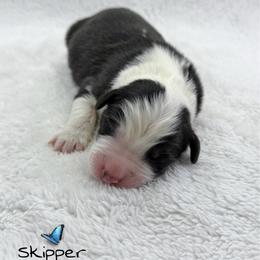 Skipper - Black tri-color male Australian Shepherd puppy in Jonesborough, Tennessee from Lotus Australian Shepherds