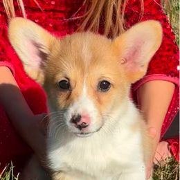 Maple - Red female Pembroke Welsh Corgi puppy in Marshall, Missouri from The King’s Corgis