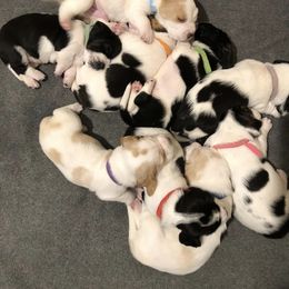 Basset Hound Puppies from Bear’s Bassets