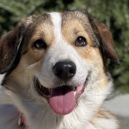 Candy - Pembroke Welsh Corgi