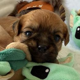 Jawa (zippy) - Red male Brussels Griffon puppy in Seneca, Missouri from Stephanie’s Puppy Colony