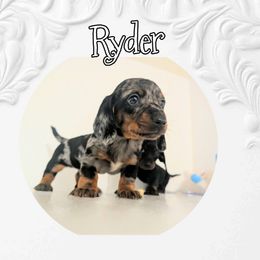 Ryder - Fawn (Isabella) male Dachshund puppy in Ravenna, Ohio from Valhallah Farms
