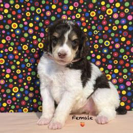 Peach - Brown female Poodle puppy in Houma, Louisiana from Smart Azz Poodles