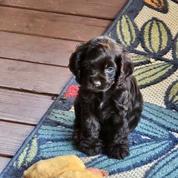 Cocker Spaniel Puppies from Cocker Paradise