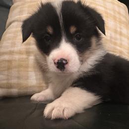 Lombardi - Black and tan male Pembroke Welsh Corgi puppy in New Auburn, Wisconsin from Cordell Corgis