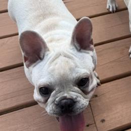 LILY DIAMOND - Cream female French Bulldog puppy in Edmond, Oklahoma from RMS Acres