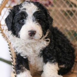 Rook - Black and white male Bernedoodle puppy in Crete, Nebraska from Doodles & Co