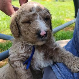 Cleveland - blue collar - Caramel cream male Labradoodle puppy in Fostoria, Michigan from North Country Kennel Club