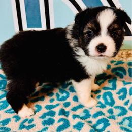 Blk Tri boy - Black tri male Toy Australian Shepherd puppy in Oklahoma City, Oklahoma from Faith River Aussies