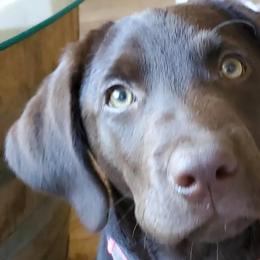 Labrador Retrievers from Sunset Pines Labradors