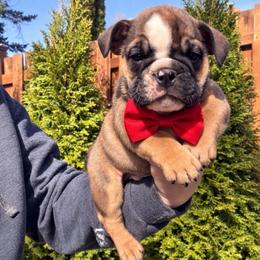 DOZER - Fallow male Bulldog puppy in Marysville, Washington from English Bulldogs WA