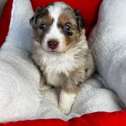 Prancer - Blue merle male Miniature Australian Shepherd puppy in Tonasket, Washington from V5 Aussies