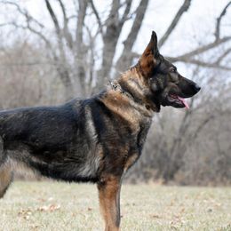 Gracie - German Shepherd