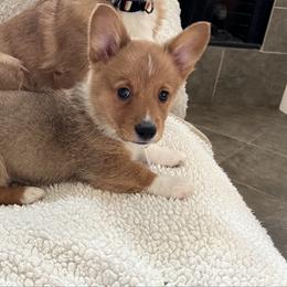BB boy 2 - White and red male Pembroke Welsh Corgi puppy in Dickinson, Texas from Gulf Coast Corgis
