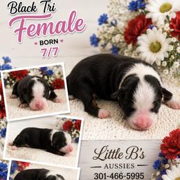 Black tri Bonnie - Black tri female Miniature Australian Shepherd puppy in Nashville, Tennessee from Little B’s Aussies