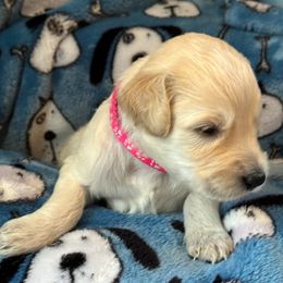 Goldendoodle Puppies from Bridger Peak Doodles