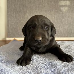 Spud - Black male Labrador Retriever puppy in Richfield, Utah from Stormy River Retrievers