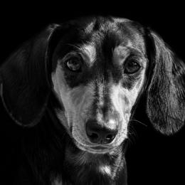 Roma - Dachshund