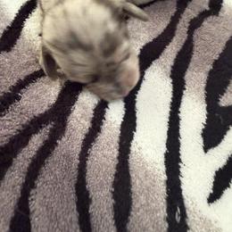 Female 2 - Dapple female Dachshund puppy in Martinsville, Virginia from Martin’s Doxies