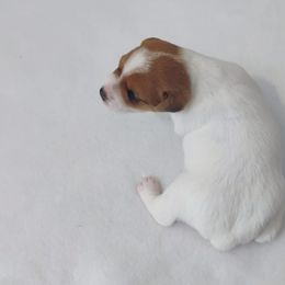 Gumdrop - Brown and white female Jack Russell Terrier puppy in London, Kentucky from Whitehouse Jack Russells