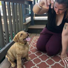 Chesapeake Bay Retriever Puppies from Bay Haven Chesapeakes