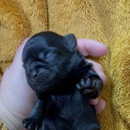 Great Pyrenees and Shih Tzu Puppies from Ashville Shih Tzu Chalet