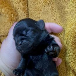Great Pyrenees and Shih Tzu Puppies from Ashville Shih Tzu Chalet