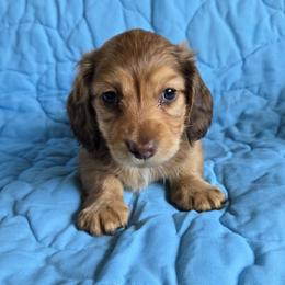 Dachshund Puppies from Spring Valley Dachshunds